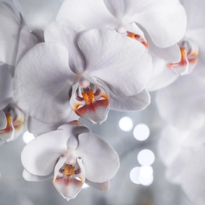 Orchidée "Vanda