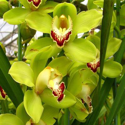 Orchidée Cymbidium
