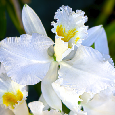 Orchidée "Cattleya