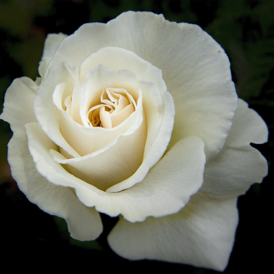 rose blanche classique