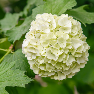 Hortensia