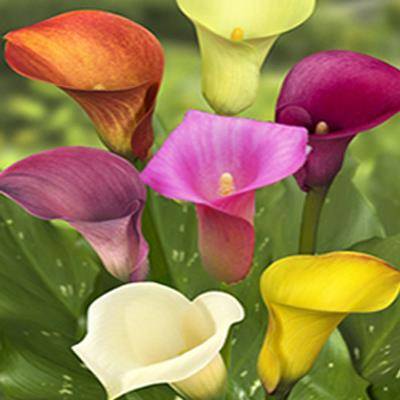 Arum "Calla