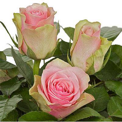 Rose "La Belle
