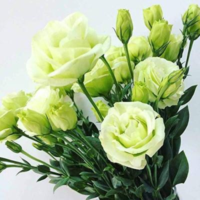 Lisianthus "Eustomac" 