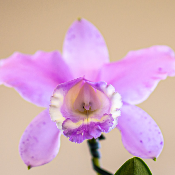 Orchide "Cattleya