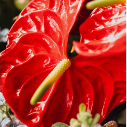Anthurium