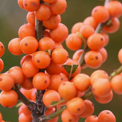 Ilex verticillata