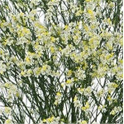 limonium
